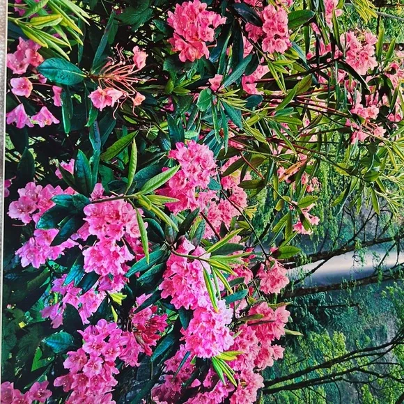 Floral Print - Picture 2 of 7